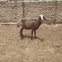 گوسفند قزل افشار ،جوان،قوچ خورده