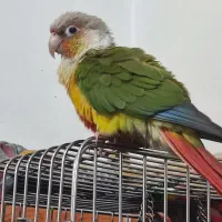 طوطی گرینچیک آناناسی