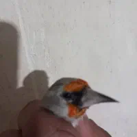 سهره دورگ نر