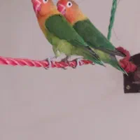 عروس هلندی و برزیلی|پرنده|خلخال, |دیوار