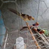 جوجه بلژیکی وجوجه مصری طاووس