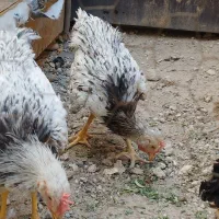 مرغ 3عدد