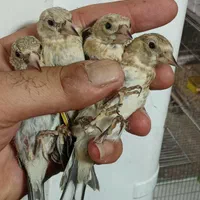 جوجه سهره|پرنده|تهران, اتابک|دیوار