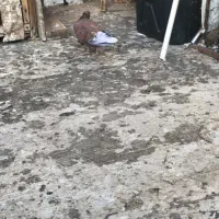 کبوتر گمشده