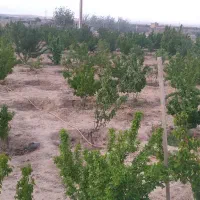 فروش فوری باغ|فروش دفتر صنعتی، کشاورزی، تجاری|بسطام, |دیوار