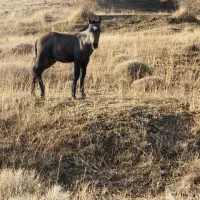 اسب مادیان همراه کره نر ۲ ماهه|اسب و تجهیزات اسب‌سواری|تبریز, |دیوار