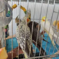 جوجه عروس هلندی