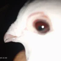 ساعت مچی|ساعت|زابل, |دیوار