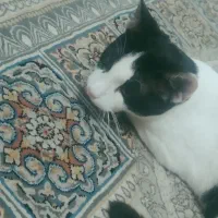 گمشو شده
