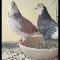 کفتر یجای|پرنده|نسیم‌شهر, |دیوار