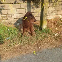 ورزا کوله شیرخوار