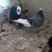 کبوترشازده|پرنده|میاندوآب, |دیوار