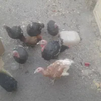 بوقلمون فروشی|حیوانات مزرعه|کاشان, راوند|دیوار