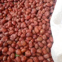 عناب درشت بدون حتی یدونه کرم زدگی