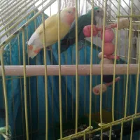 عروس هلندی|پرنده|پاکدشت, پاکدشت (مامازند)|دیوار