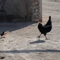 مرغ نیمچه جوجه