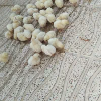 جوجه.گوشتی