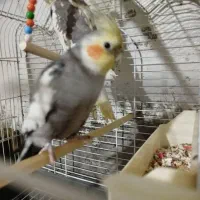 ‌ هلندی سخنگو.