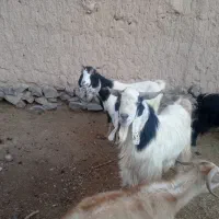 بز تکه|حیوانات مزرعه|بیرجند, |دیوار