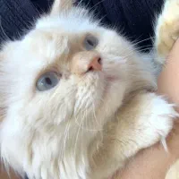 گربه پرشین ۳۵۰۰