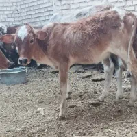 گوساله . گاو