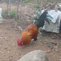 خروس جوان|حیوانات مزرعه|عباسآباد, |دیوار