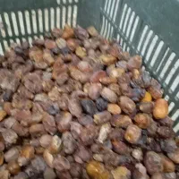 خرمای لواشکی پیارم