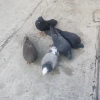 کبوترای قطعه دار|پرنده|ارومیه, |دیوار