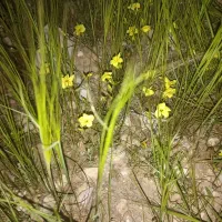 سگ شکاری سه ساله