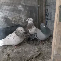 کفتر شهرستانی