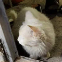 گربه پرشین|گربه|بم, |دیوار