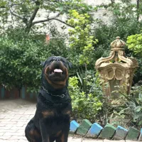 روتوایلر نر پسر شازده ایچ|سگ|قدس, شهر‌قدس|دیوار