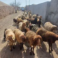 میش برای قربانی
