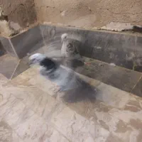 دو جوجه کبوتر تازه دو ماهه|پرنده|قم, پردیسان|دیوار
