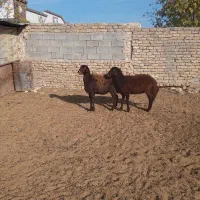 دوعدد کاور دودندون|حیوانات مزرعه|رشتخوار, |دیوار