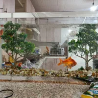 آکواریوم شیشه شفاف با وسایل و ماهی