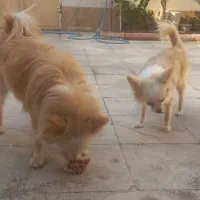 سگ پامر روباهی|سگ|شیراز, ده پیاله|دیوار