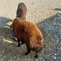 دوعددبره نرچاق