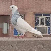 سرگرمی و فراغت ...