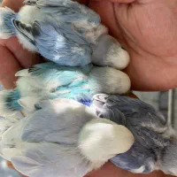 طوطک سرلاکی|پرنده|مرند, |دیوار