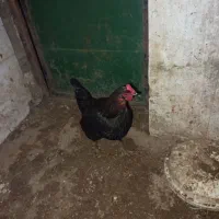 مرغ محلی (کردی)