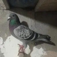 سبز پولکی نر روشن پلاکی جوجه امسال