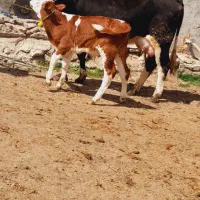 گاو سیمنتال شیری جوان با گوساله سمینتال قرمز نر