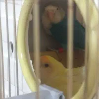 طوطی برزیلی|پرنده|دزفول, |دیوار