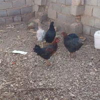 ۴عدد مرغ فروشی