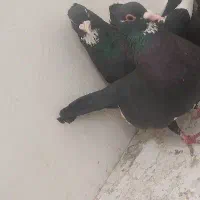 کفتر نر و ماده سیاه پلنگ