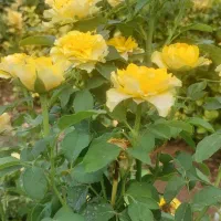 نگهبان بازنشسته ایرانی