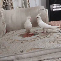 عروس هلندی آلبینو و لوتینو|پرنده|شهریار, شهرک بهاران (ویره)|دیوار