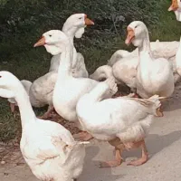 فروش غاز نرمیکس خالماگور لیندا|حیوانات مزرعه|سورک, |دیوار