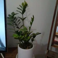 تعدادی گل و گلدان|گل و گیاه طبیعی|کرمان, |دیوار